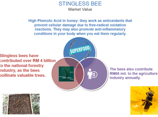 Introduction to Stingless Bee Honey Keeping & The Future Prospects