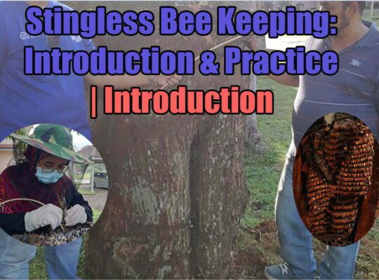 Stingless Bee Keeping: Introduction & Practice | Introduction