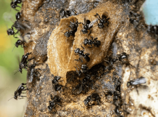 Characteristics and Habitat of Stingless Bees