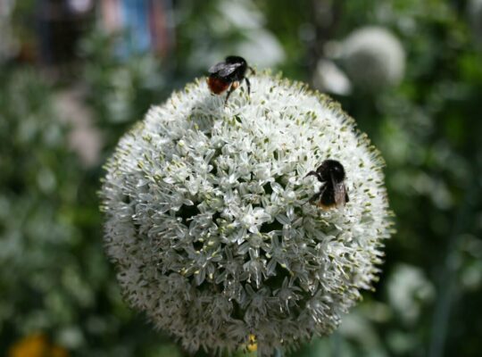 STINGLESS BEES AS ALTERNATIVE POTENTIAL POLLINATOR AGENTS IN ONION ECOSYSTEM