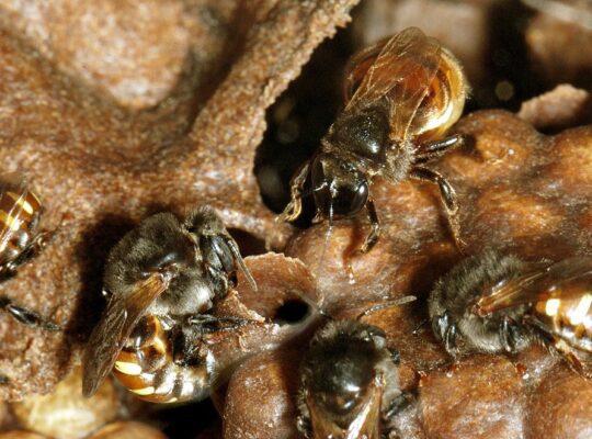 Shifting range in a stingless bee leads to pre-mating reproductive interference between species