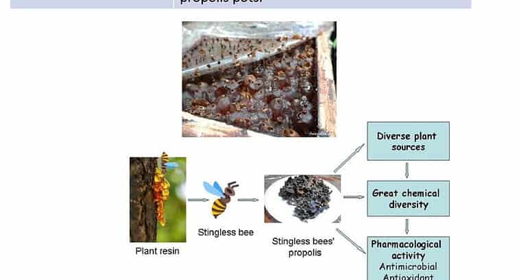 Comparison between Manuka Honey and Stingless Bee Honey