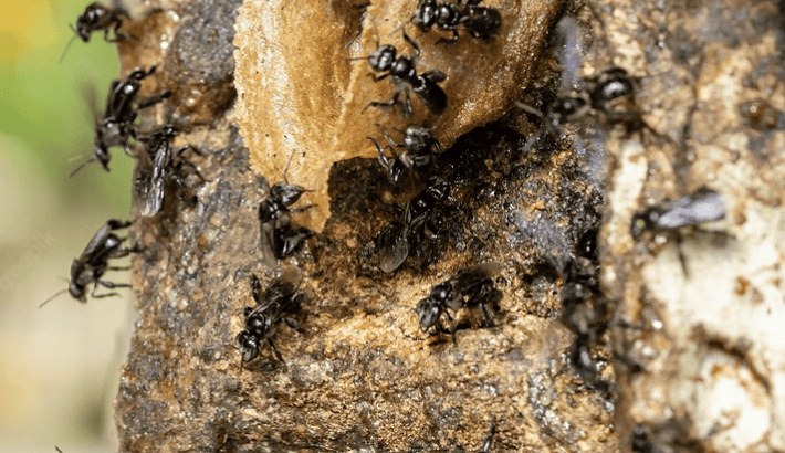 Characteristics and Habitat of Stingless Bees