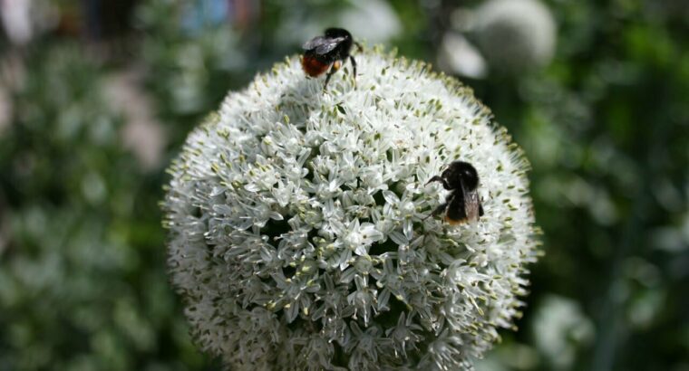 STINGLESS BEES AS ALTERNATIVE POTENTIAL POLLINATOR AGENTS IN ONION ECOSYSTEM