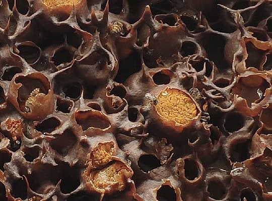 Effect of Bee Pollen Kelulut Bees on HBA1C in Type 2 Diabetes Mellitus Patients