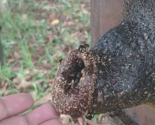 Stingless bee propolis: composition, biological activities and its applications in the food industry