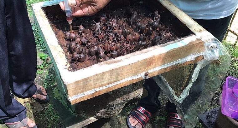 Tempoh sela masa penuaian yang terbaik untuk madu yang terbaik