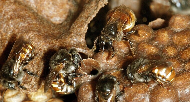 Shifting range in a stingless bee leads to pre-mating reproductive interference between species