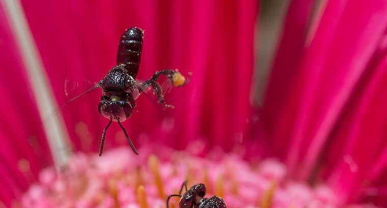 Flower choice by the stingless bee Tetragonula carbonaria is not influenced by colour-similarity to a higher-reward flower in the same patch